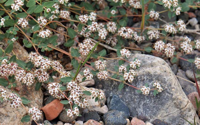 Chamaesyce capitellata, Head Sandmat